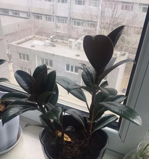 橡皮树为什么不长新叶子？（探寻橡皮树停滞不前的原因和解决方法）