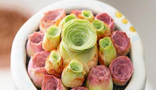 肉肉种植详解（从选种到管理，教你打造独一无二的肉肉天地）