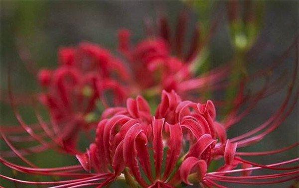 曼陀沙华的花语与寓意（探寻曼陀沙华的情感价值）