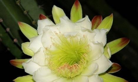 仙人掌开花的花语（探寻仙人掌开花的意义与象征）