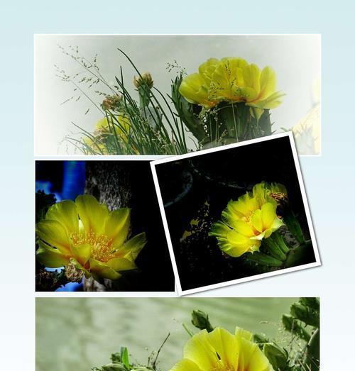 仙人掌开花的花语（探寻仙人掌开花的意义与象征）