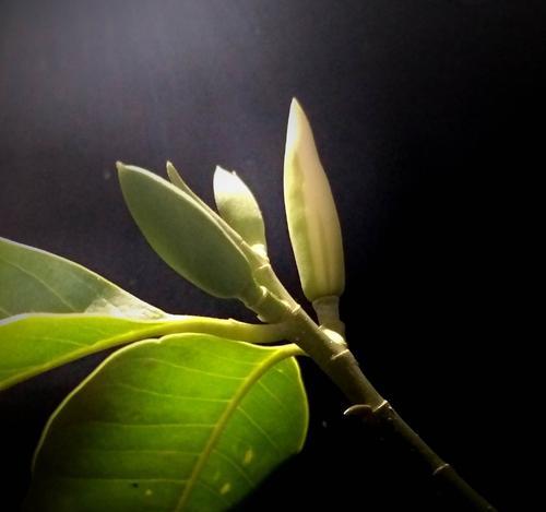 白兰花的花语及意义（解读白兰花花语，了解白兰花的深刻含义）