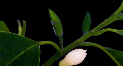 白兰花的花语及意义（解读白兰花花语，了解白兰花的深刻含义）