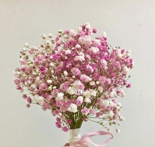 满天星不同颜色的花语（探究满天星不同颜色所代表的含义）