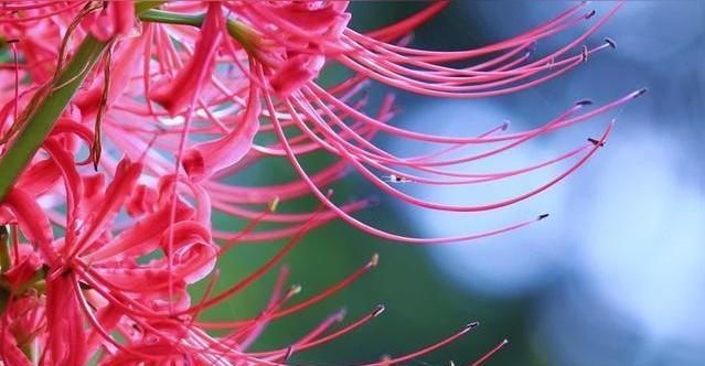 曼陀罗华花语解析（探寻曼陀罗华的神秘含义）