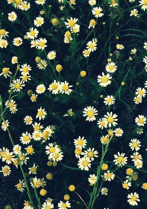 花语颜色——探秘不同颜色雏菊的寓意（雏菊的花语与颜色给你的生活带来什么）