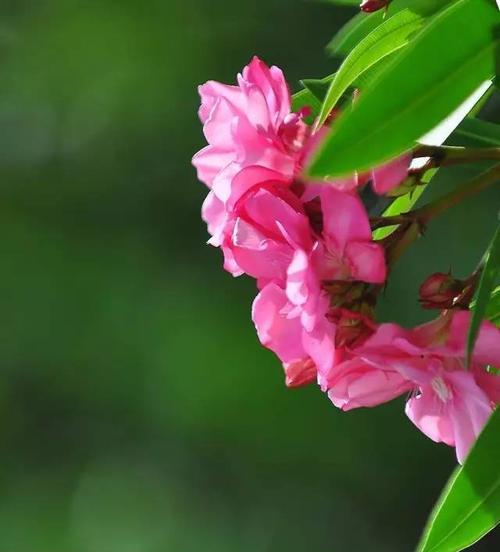 夹竹桃的花语和传说（探秘花海里的美丽神话）