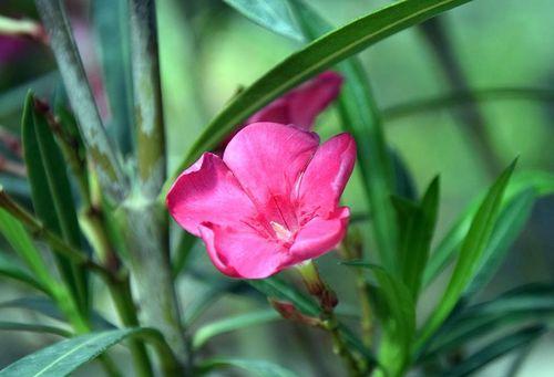 夹竹桃的花语和传说（探秘花海里的美丽神话）