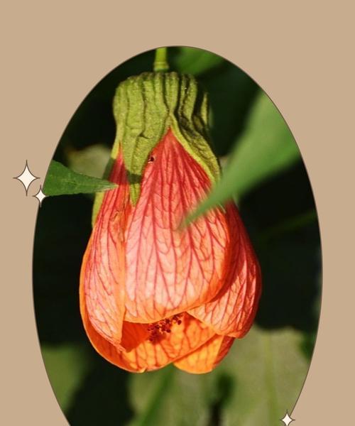 悬铃花花语解析（探究悬铃花的花语，揭示背后的含义）