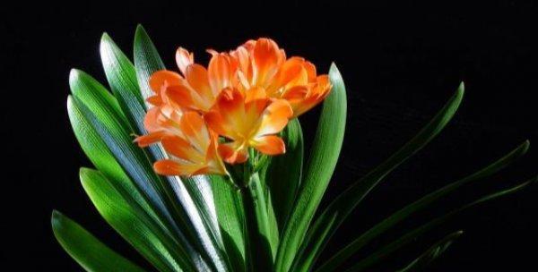 君子兰的花语与寓意（探究君子兰的象征意义，了解君子兰的吉祥寓意）