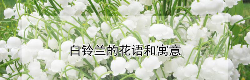铃兰花的花语（馨香四溢，品味生活之美）
