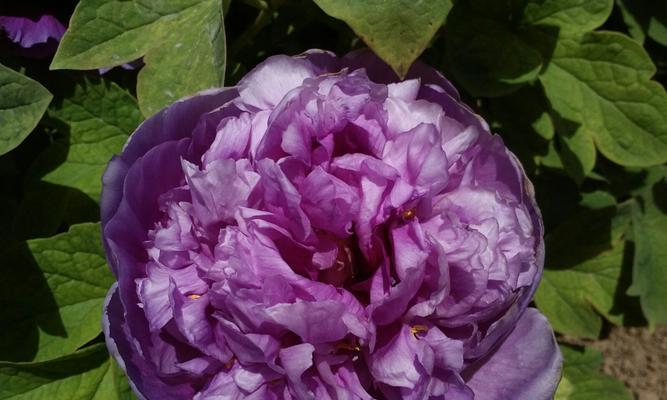 红牡丹与紫牡丹的花语（探寻牡丹花的隐含意义）