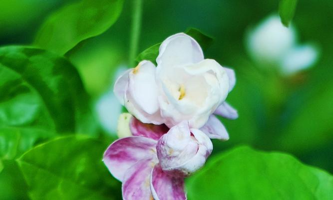 茉莉花的花语和寓意（适合送给哪些人？）
