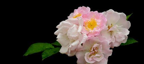 蔷薇花的花语（探究蔷薇花在不同文化中的意义与象征）