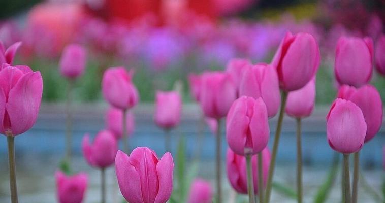 探秘郁金香的花语（从情感到美学，一朵郁金香的意义不止于此）