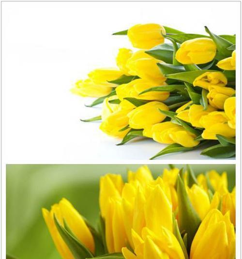 探秘郁金香的花语（从情感到美学，一朵郁金香的意义不止于此）