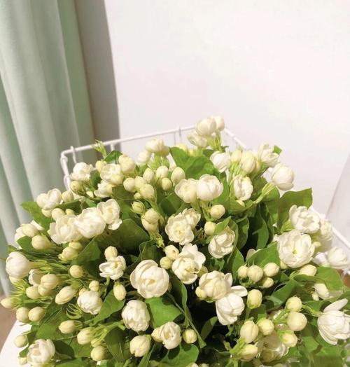 送茉莉花的文化意义（探寻花语之美，表达思念与祝福）