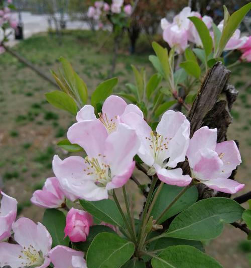 西府海棠的花语及其意义（探寻西府海棠花语的深层含义）