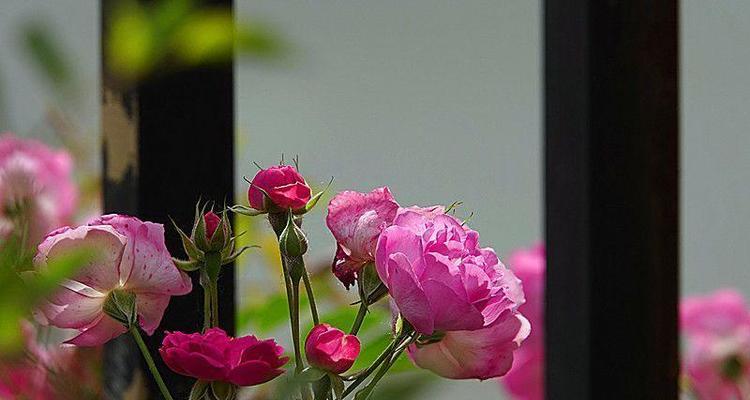 浓情蔷薇花语（探秘黑蔷薇的神秘意义）
