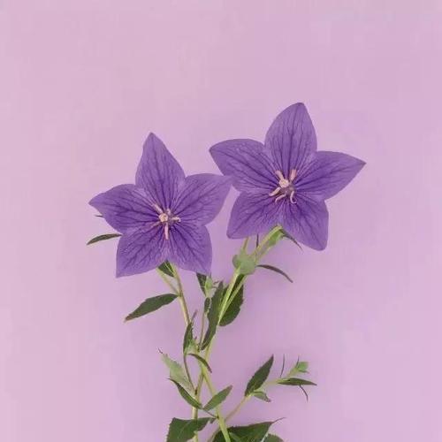 解读桔梗花的花语寓意（探寻桔梗花的深层含义）