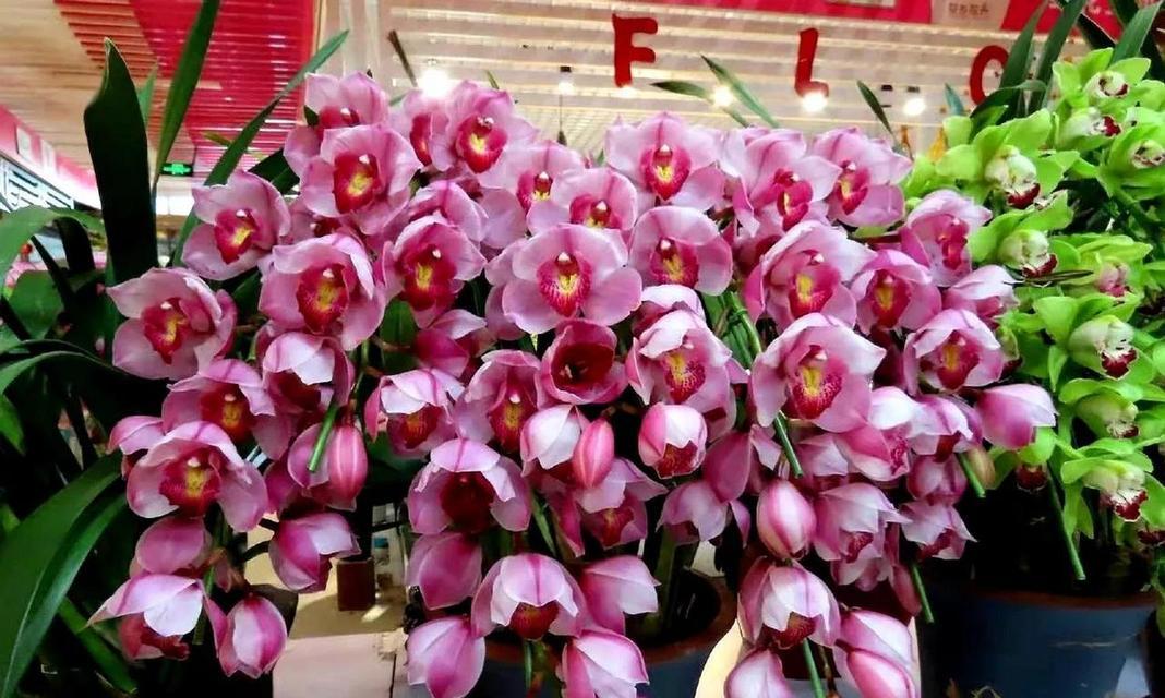 大花蕙兰的花语与意义（探秘大花蕙兰之美，解读她的花语与含义）