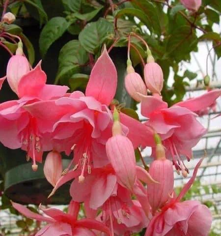 倒挂金钟的花语——美丽、神秘的植物世界（生命力强大的倒挂金钟，是怎样诉说着它的故事？）