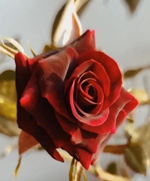探秘黑玫瑰的深邃花语与寓意