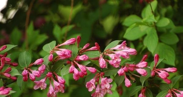 锦带花的花语（探寻锦带花的深层含义）