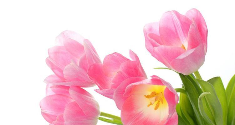 粉色郁金香，花开心意（一朵花，千种情；探寻粉色郁金香的花语和意义）