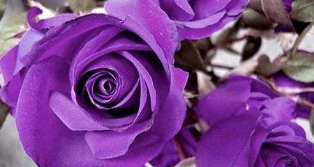 玫瑰花的品格花语及象征意义（解读玫瑰花所代表的美德和情感，了解不同颜色的花朵所象征的含义）