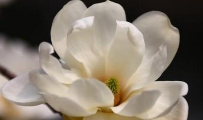 玉兰花的寓意（探究玉兰花在文化中的象征意义）