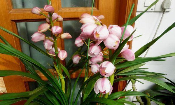 大花蕙兰的花语（富贵、尊贵、高贵——解读大花蕙兰的传统与文化）