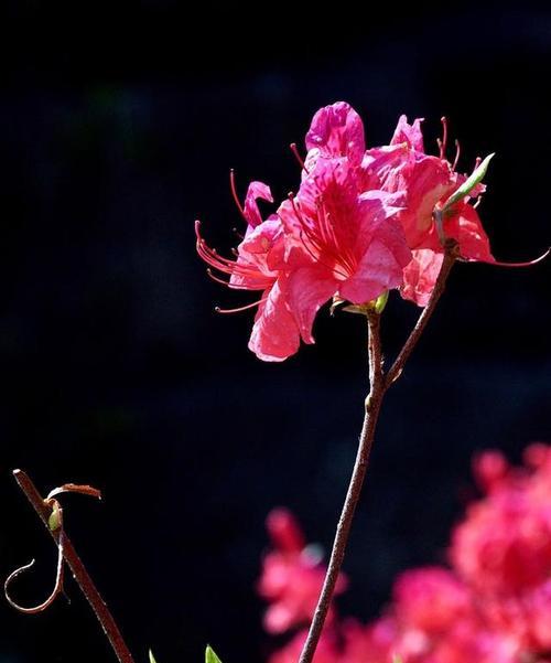 杜鹃花的花语与寓意（揭秘杜鹃花在不同文化中的象征意义）