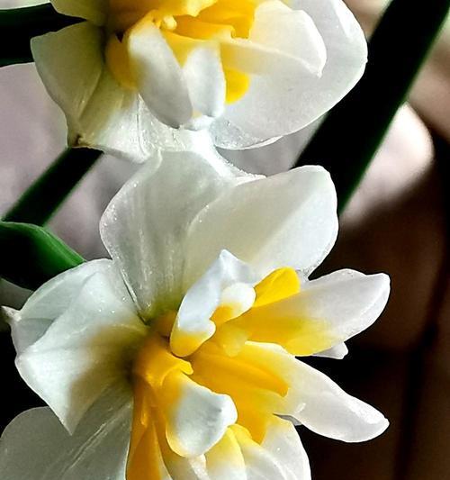 水仙花花语（寓意深远的花海珍珠）