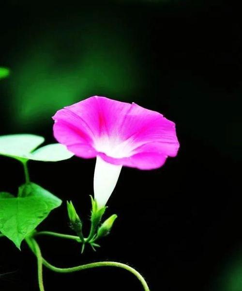 牵牛花花语解读（揭秘牵牛花背后的8个花语）