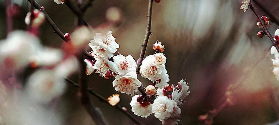 寄托情感的梅花（揭秘梅花的花语及其象征意义）