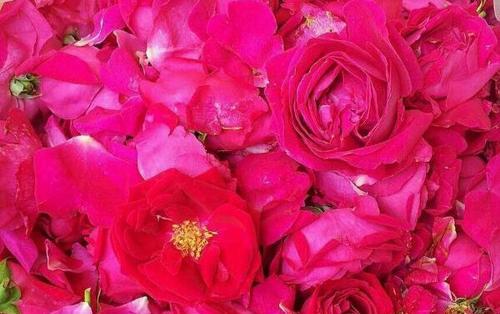 揭秘13朵玫瑰的花语（从数量到颜色，了解玫瑰的多重含义）