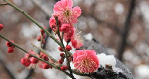 腊梅花的意义与寓意（传递坚韧、耐力和希望的花——腊梅花）