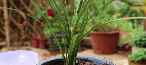 兰花为什么不开花？（兰花养护误区，原因分析与解决方法）