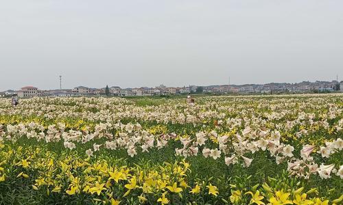 百合种植技术与栽培管理（提高产量的种植技巧与有效管理措施）