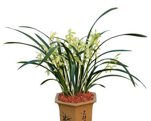 夏兰开花时间及特点（探秘夏兰的生长习性和繁殖方式）