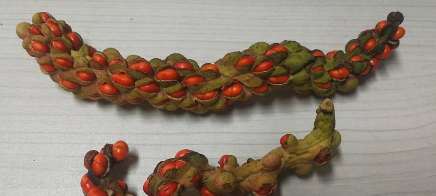 如何种植玉兰种子（玉兰树从种子开始）