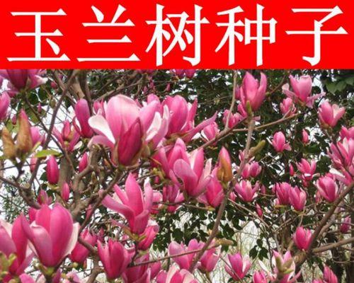 如何种植玉兰种子（玉兰树从种子开始）