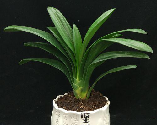 盆景花卉的种植方法（打造美丽花园的秘诀）