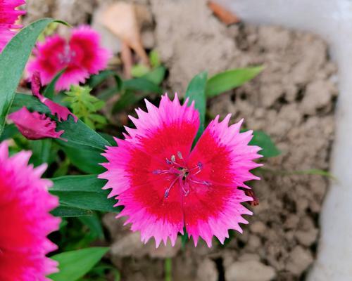 石竹花——生命坚韧之美（一朵石竹花所蕴含的生命力和人生哲理）