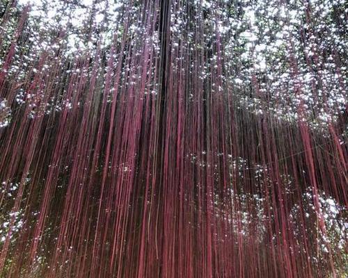 锦屏藤的种植方法与技术（让花园更美丽——打造锦屏藤花墙）