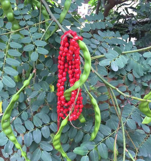 相思豆——迷幻植物的全面剖析（探寻相思豆的历史渊源、毒性及应用前景）