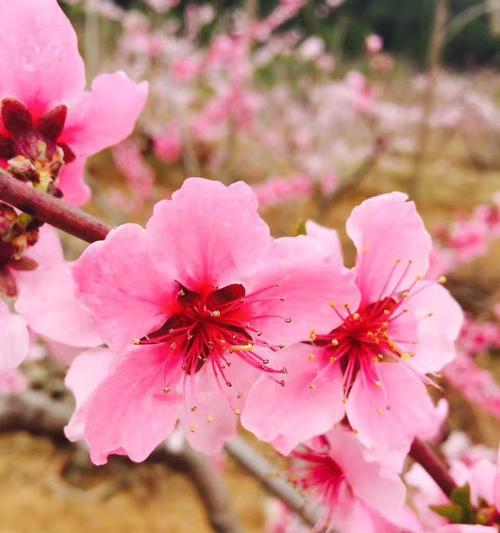 赏析桃花之美（探秘桃花的花蕊奥秘）