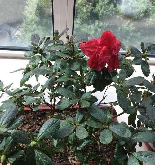 杜鹃花的养护技巧（打造美丽庭院的秘诀）