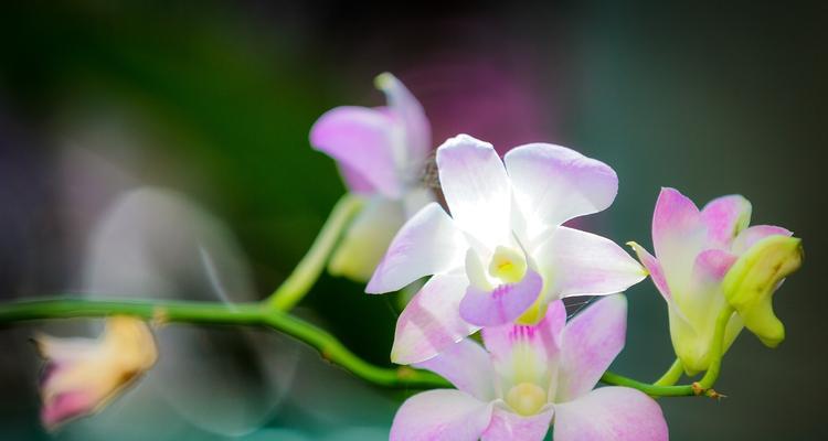 条点蝴蝶兰的花语（解读条点蝴蝶兰花语的深层含义）